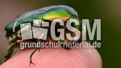 Goldglänzender Rosenkäfer (11).jpg